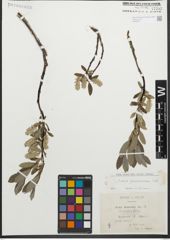 Foto von Salix glaucosericea Flod.